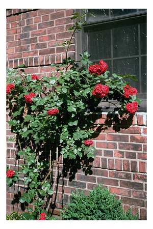 brick rose