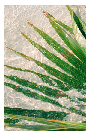 sandy palm 2